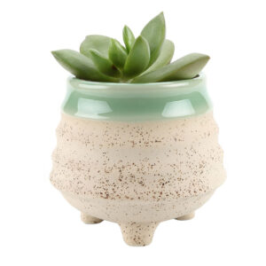 Pellentesque posuere