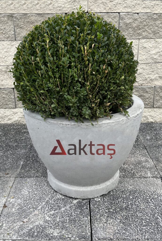 60x60x44 cm boyutlarında, doğal gri renkli beton malzemeden yapılmış, yuvarlak ve modern tasarımlı bir dış mekan saksısı. Saksının ön yüzünde kırmızı renkte "Aktaş" logosu bulunmaktadır. Saksının içinde yuvarlak formu budanmış, yeşil yapraklı bir bitki (Şimşir top) bulunmaktadır. Saksı, koyu gri renkli taş döşeli zemin üzerinde durmakta olup, arka planda gri taşlardan örülmüş bir duvar görünmektedir. Ürün, dış mekan peyzaj ve bitkilendirme için idealdir.