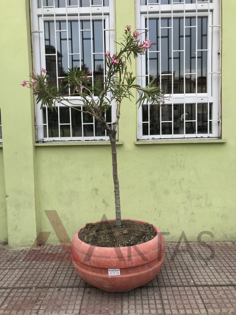 80x80x40 cm boyutlarında, canlı kırmızı renkte beton malzemeden yapılmış, yuvarlak formunda modern bir dış mekan saksısı. Saksının üzerinde belirgin kırmızı "Aktaş" logosu bulunmaktadır. Saksı boş olup, iç kısmı doğal beton rengindedir. Ürün, dış mekan peyzaj ve güvenlik uygulamaları için uygundur.