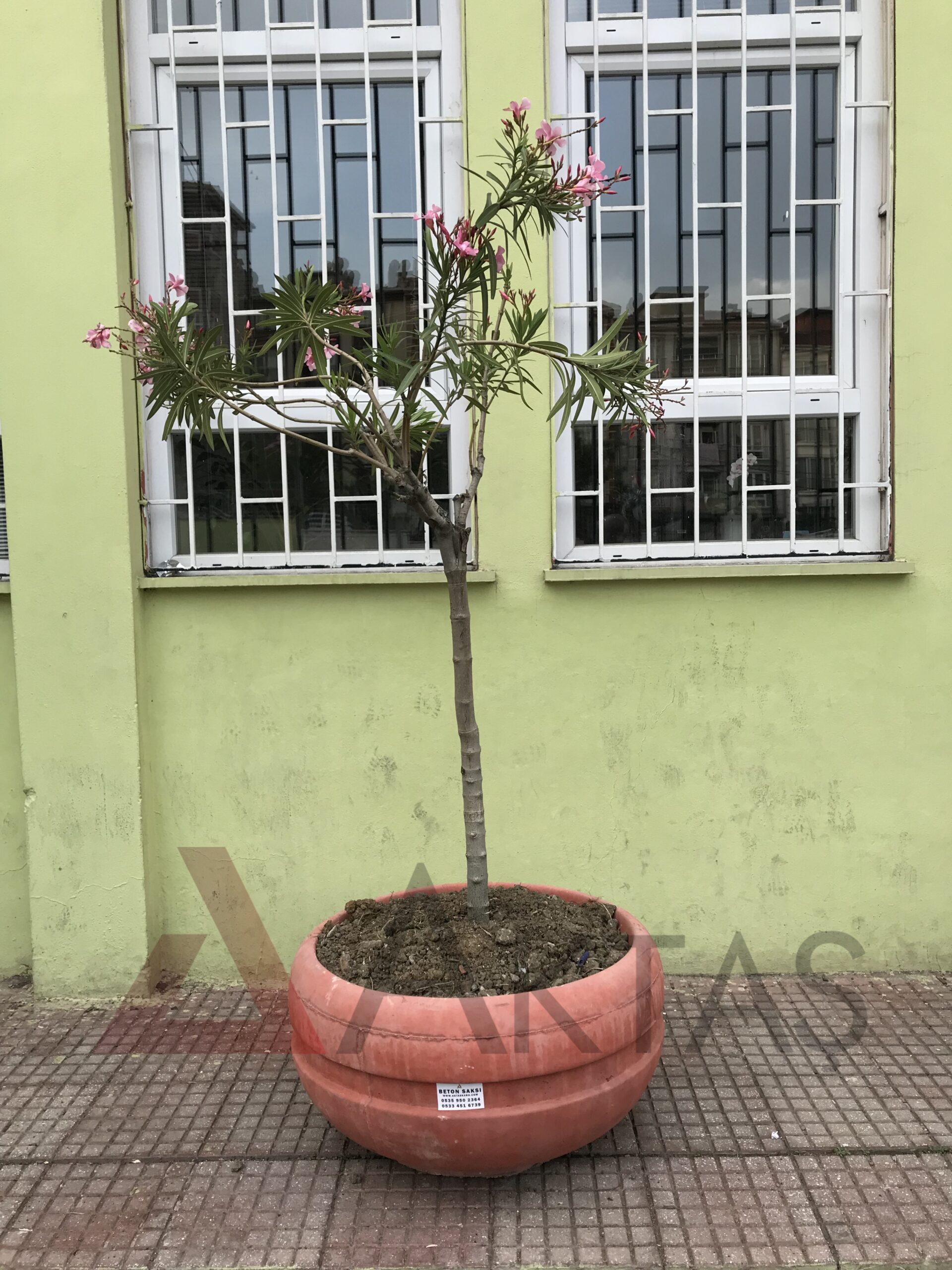 80x80x40 cm boyutlarında, canlı kırmızı renkte beton malzemeden yapılmış, yuvarlak formunda modern bir dış mekan saksısı. Saksının üzerinde belirgin kırmızı "Aktaş" logosu bulunmaktadır. Saksı boş olup, iç kısmı doğal beton rengindedir. Ürün, dış mekan peyzaj ve güvenlik uygulamaları için uygundur.