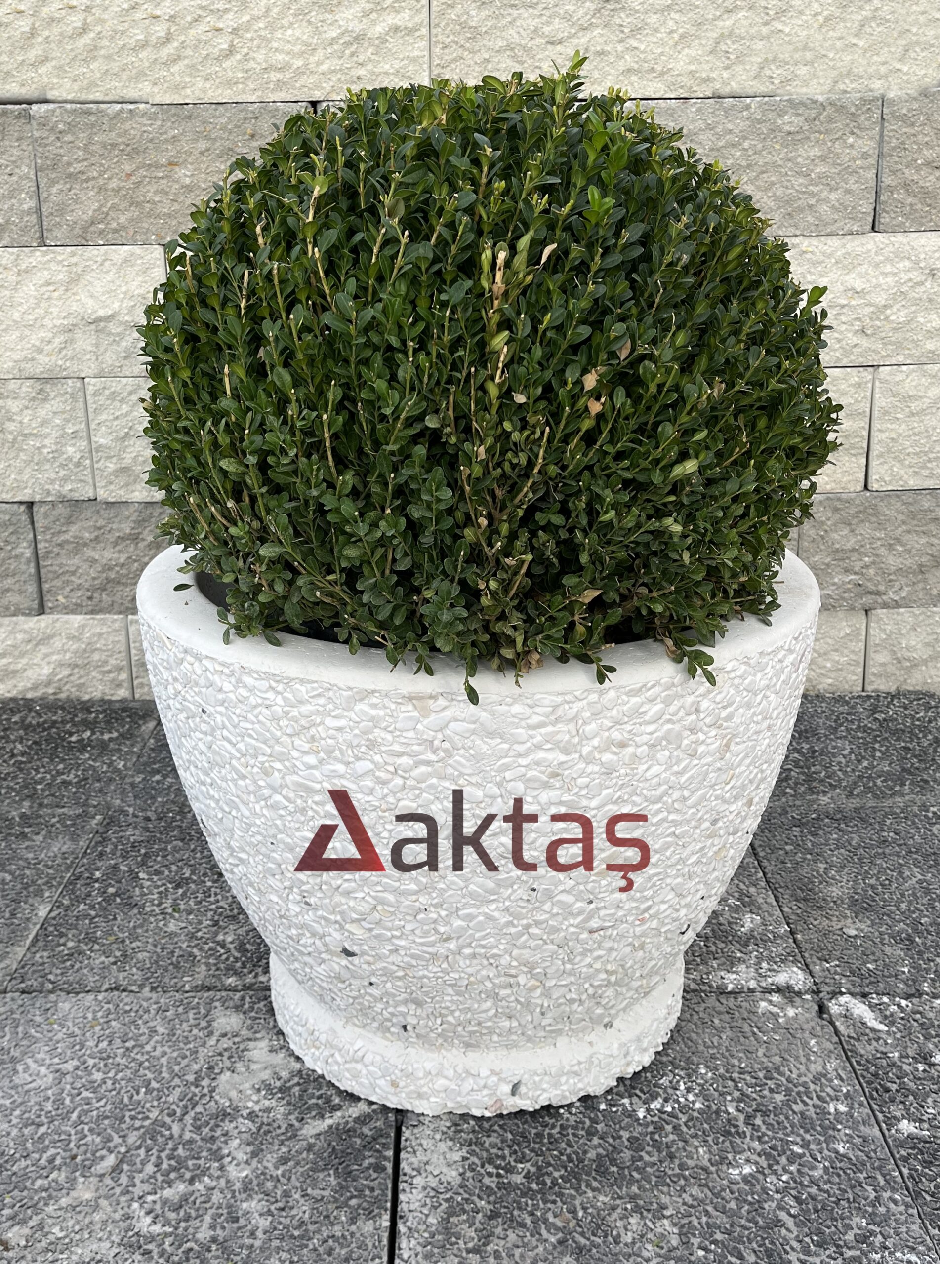 60x60x44 cm boyutlarında, bembeyaz dolomit taş dokulu, yuvarlak ve modern tasarımlı bir dış mekan saksısı. Saksının ön yüzünde kırmızı "Aktaş" logosu bulunmaktadır. Saksının içinde yuvarlak formu budanmış, gür yeşil yapraklı bir şimşir bitkisi durmaktadır. Saksı, koyu gri renkli taş döşeli zemin üzerinde durmakta olup, arka planda açık gri taşlardan örülmüş bir duvar görünmektedir. Ürün, dış mekan bitkilendirme ve peyzaj için uygundur.