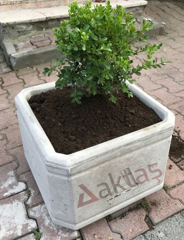 50x50x40 cm boyutlarında, doğal gri renkte beton malzemeden yapılmış, kare formunda modern bir dış mekan saksısı. Saksının içinde yeşil yapraklı, yeni dikilmiş bir bitki toprakla birlikte durmaktadır. Saksının ön yüzünde kabartma olarak "Aktaş" logosu bulunmaktadır. Saksı, açık ve koyu gri tonlarda kaldırım taşlarından oluşan bir zemin üzerinde yer almaktadır. Ürün, dış mekan peyzaj ve dekorasyon için uygundur.