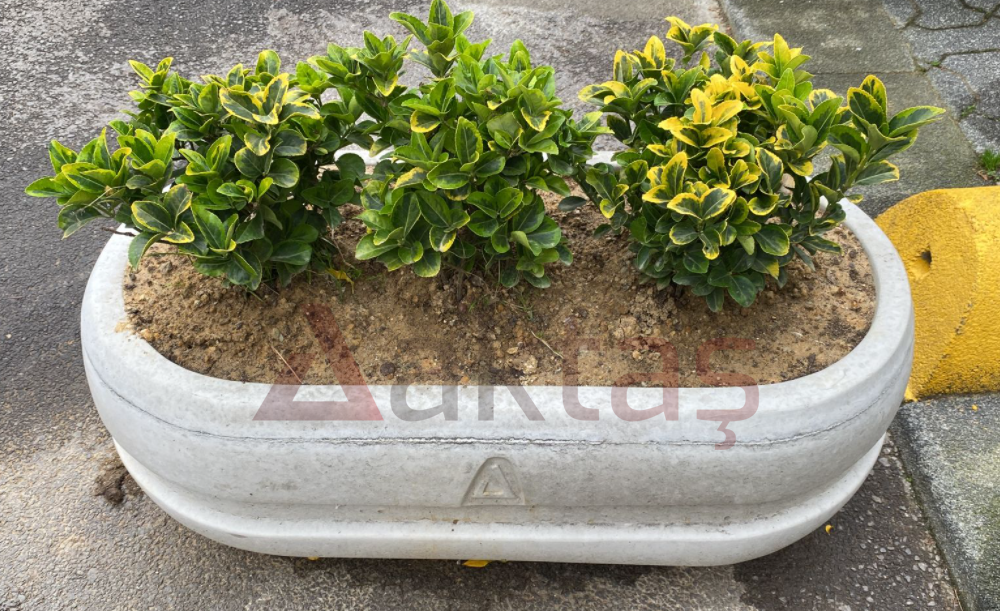 100x50x40 cm boyutlarında, doğal gri renkte beton malzemeden yapılmış, oval formunda modern bir dış mekan saksısı. Saksının içinde kahverengi toprakta iki adet sarı ve yeşil yapraklı bitki bulunmaktadır. Saksının ön yüzünde büyük, kırmızı "Aktaş" logosu bulunmaktadır. Saksı, gri asfalt bir yol üzerinde konumlanmış olup, arka planda sarı renkli bir yol ayracı ve gri bir kaldırım görülmektedir.