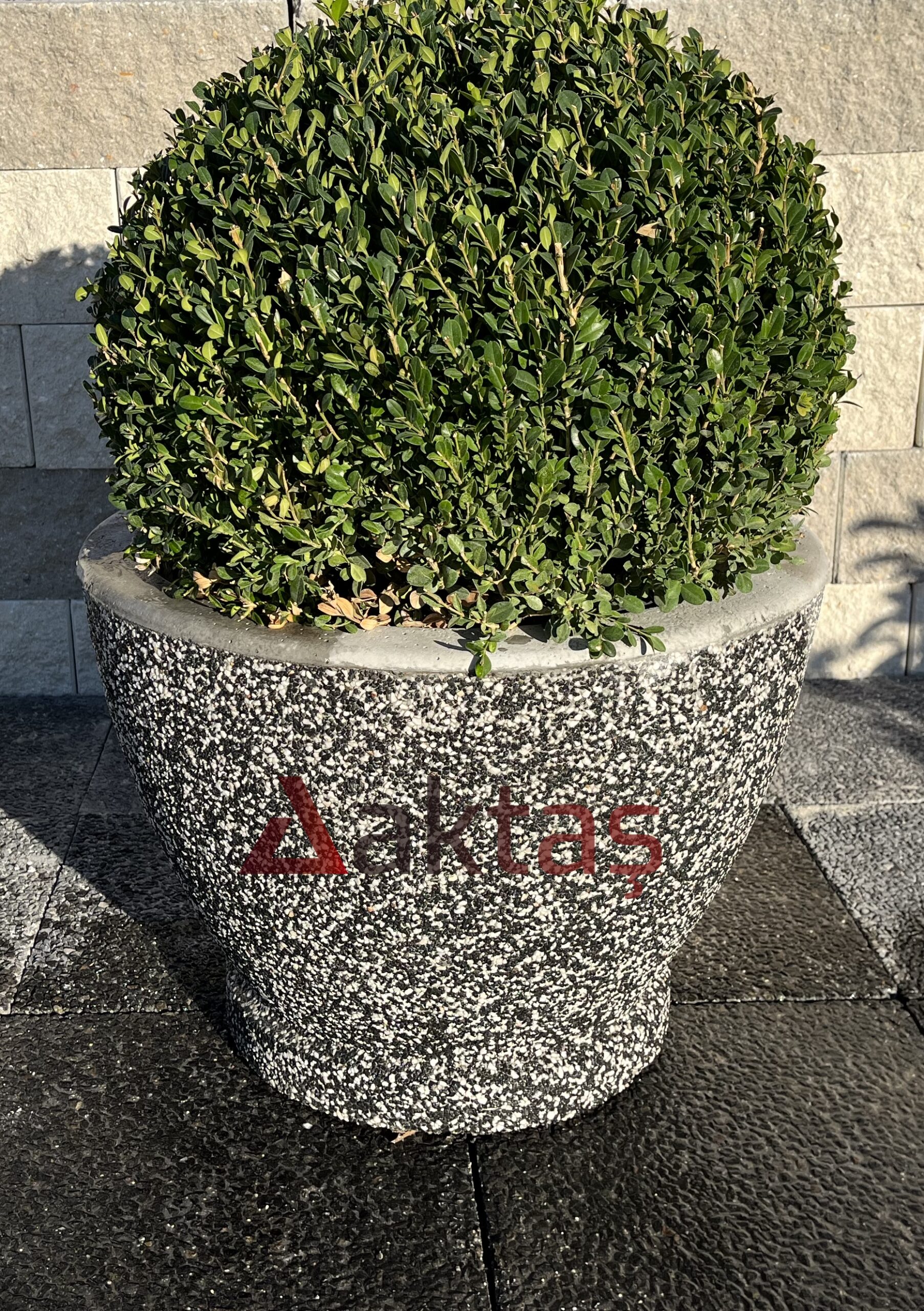 60x60x44 cm boyutlarında, dış yüzeyi siyah ve beyaz mozaik parçacıklarıyla kaplı, yuvarlak ve modern tasarımlı bir dış mekan saksısı. Saksının ön yüzünde kırmızı "Aktaş" logosu bulunmaktadır. Saksının içinde yuvarlak formu budanmış, gür yeşil yapraklı bir şimşir bitkisi (topiary) durmaktadır. Saksı, koyu renkli taş döşeli zemin üzerinde durmakta olup, arka planda açık gri taşlardan örülmüş bir duvar görünmektedir. Ürün, dış mekan bitkilendirme ve peyzaj için uygundur.