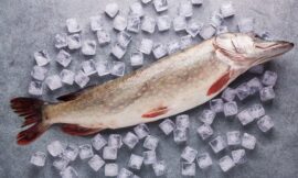 Yüksek kalitede buz üzerinde sergilenen bütün, taze Turna Balığı (Pike).