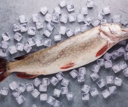 Yüksek kalitede buz üzerinde sergilenen bütün, taze Turna Balığı (Pike).