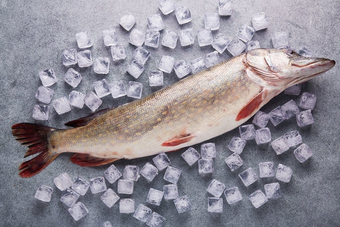 Yüksek kalitede buz üzerinde sergilenen bütün, taze Turna Balığı (Pike).