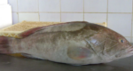 Taze Turna Balığı (Nehir/Göl) Kg - Dekor Taşı
