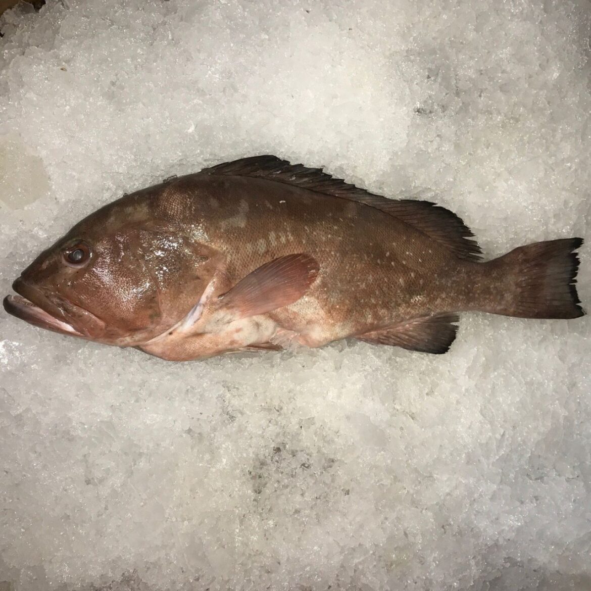 Taze buz üzerinde Orfoz balığı (Dusky Grouper) - Akdeniz Balığı