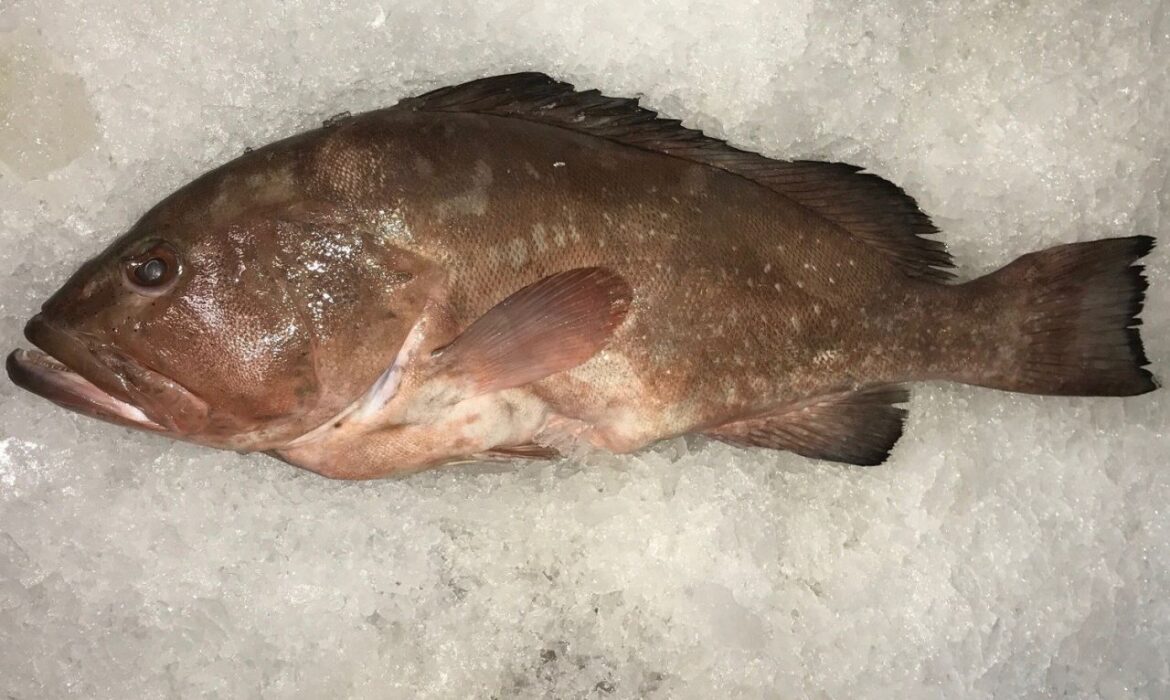 Taze buz üzerinde Orfoz balığı (Dusky Grouper) - Akdeniz Balığı