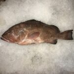 Taze buz üzerinde Orfoz balığı (Dusky Grouper) - Akdeniz Balığı