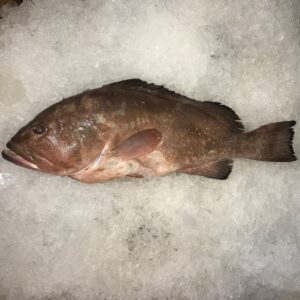 Taze buz üzerinde Orfoz balığı (Dusky Grouper) - Akdeniz Balığı