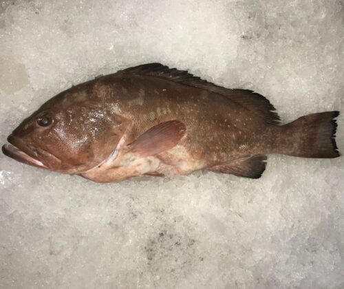Taze buz üzerinde Orfoz balığı (Dusky Grouper) - Akdeniz Balığı