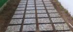 Wash Beton Çakıllı Karo 40x40x4 cm Bahçe ve Dış Mekan Zemin Taşı - Dekor Taşı