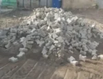 15x15 cm Kumlamalı Dekoratif Beton Parke Taşı - Dekor Taşı