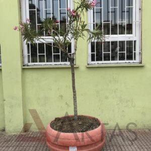 Aktaş Yuvarlak Beton Saksı (80x80x40 cm) – Canlı Kırmızı Renk