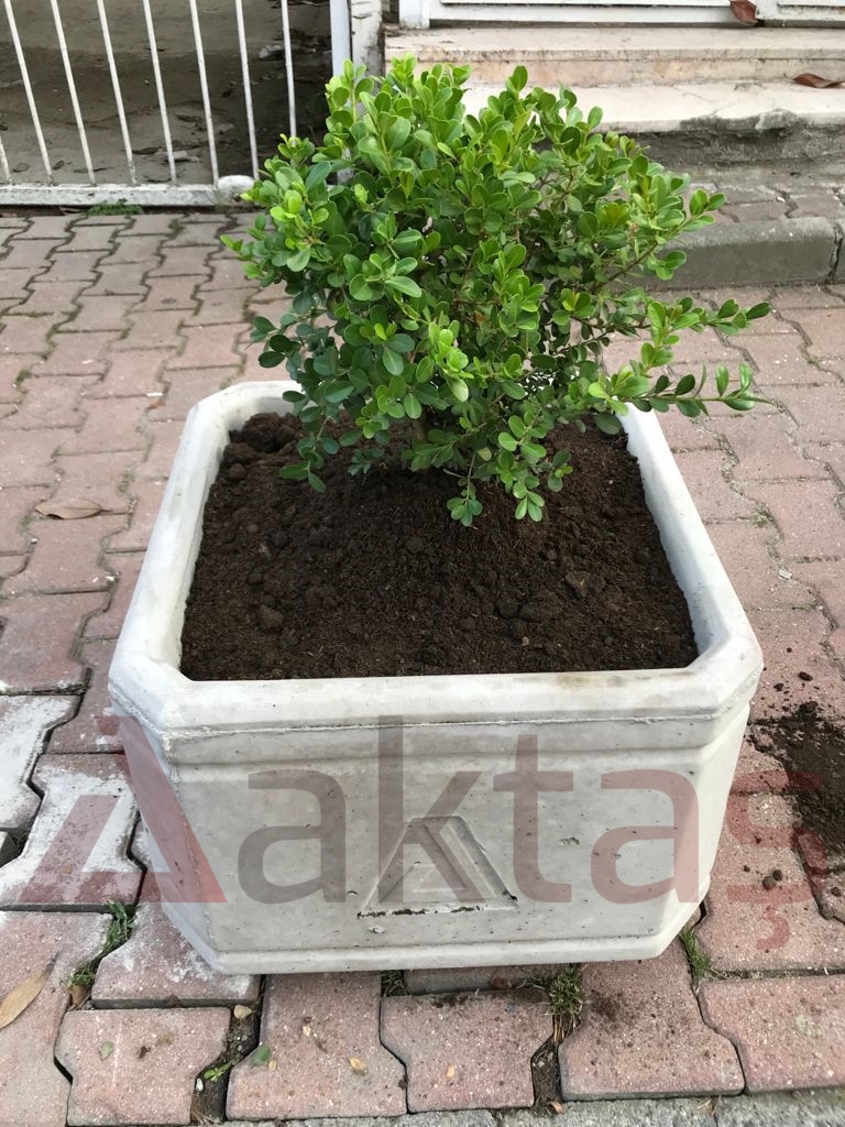 Aktaş Kare Beton Saksı (50x50x40 cm) – Doğal Gri Renk