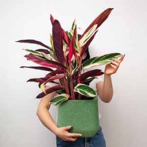 Kompakt Dekoratif Beton Saksı 33 cm